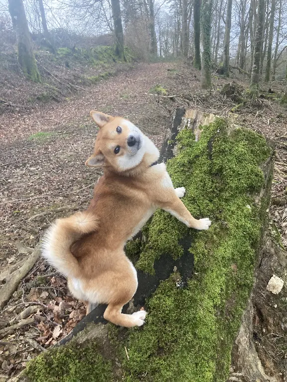 Chien Perdu 22 Côtes-d'Armor - Takara