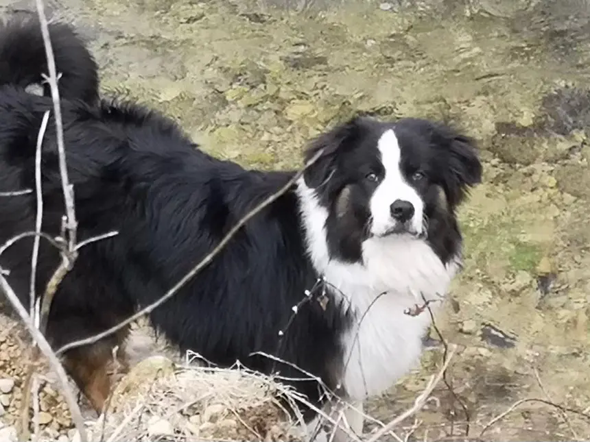 Chien Perdu 24 Dordogne