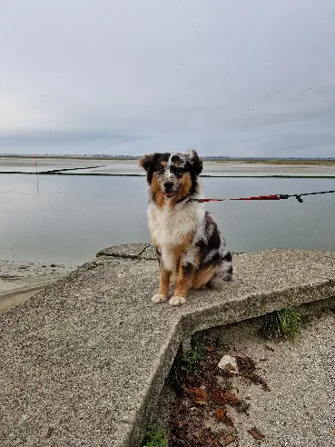 Chien Perdu 28 Eure-et-Loir - Vanook