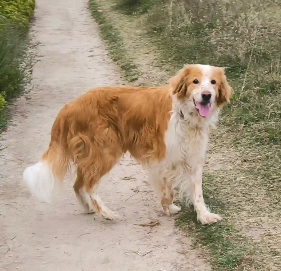 Chien Perdu 29 Finistère - Duff