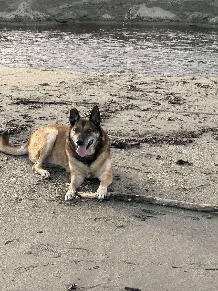 Chien Perdu 2B Haute-Corse - Jack