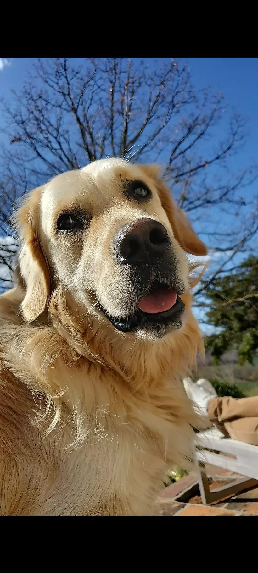 Chien Perdu 31 Haute-Garonne