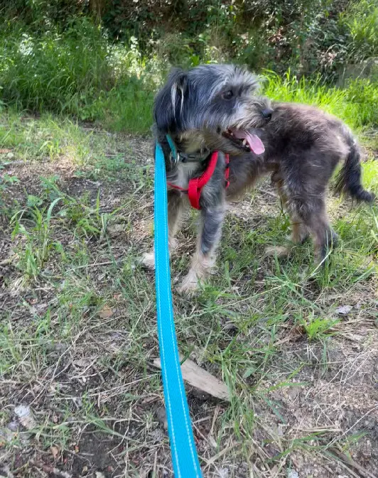 Chien Perdu 31 Haute-Garonne - Percy