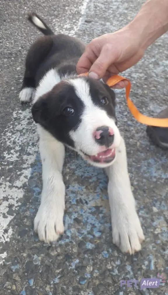 Chien Perdu 31 Haute-Garonne - Vip