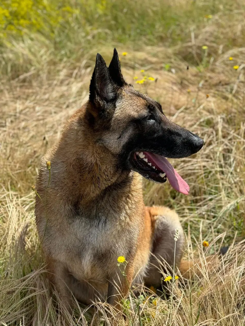 Chien Perdu 33 Gironde