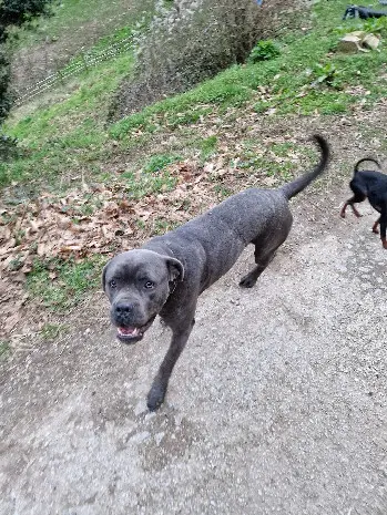 Chien Perdu 34 Hérault