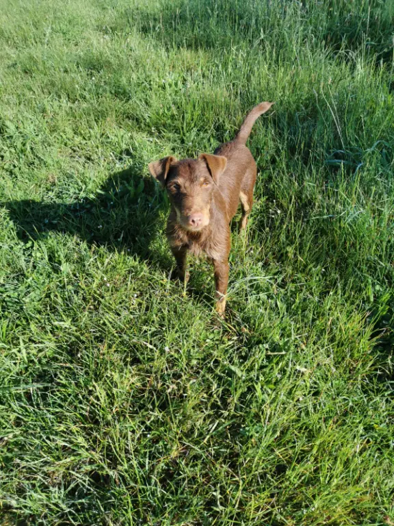 Chien Perdu 37 Indre-et-Loire