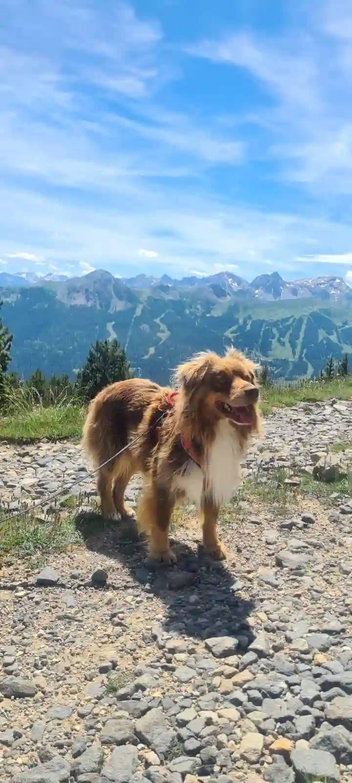 Chien Perdu 38 Isère - Bulle