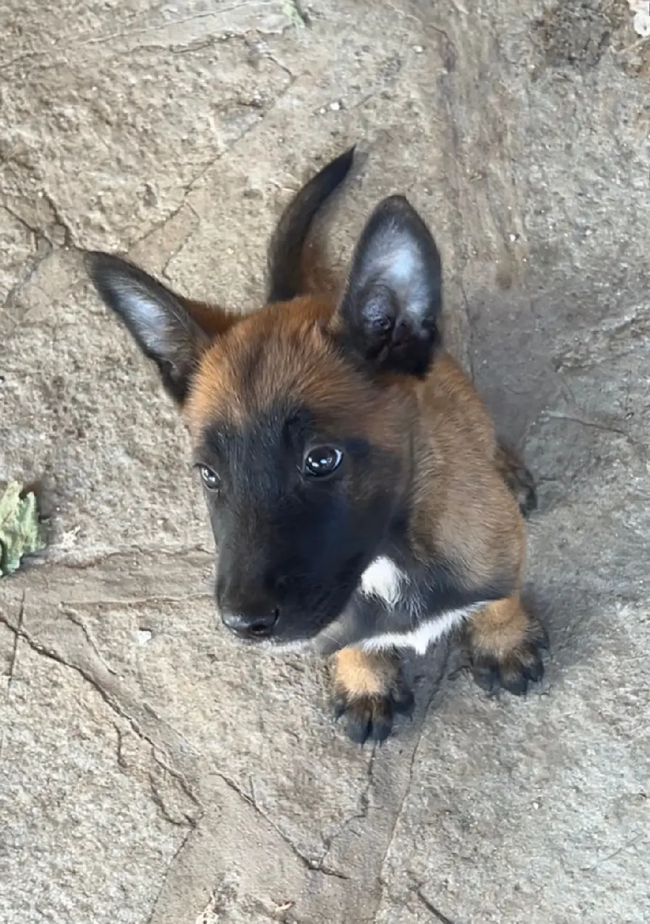 Chien Perdu 38 Isère - Marcus