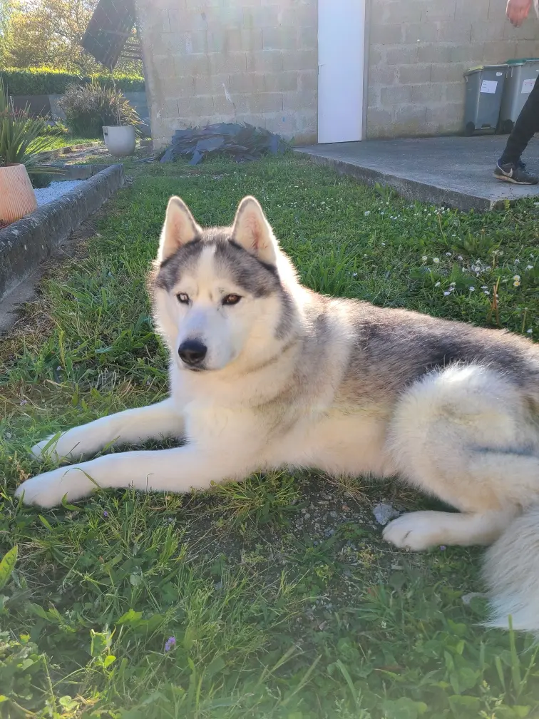 Chien Perdu 44 Loire-Atlantique - Moogli