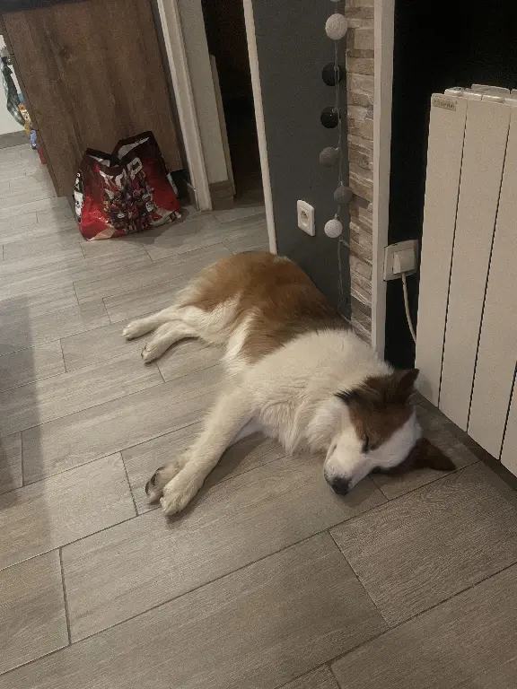 Chien Perdu 47 Lot-et-Garonne - Cooky