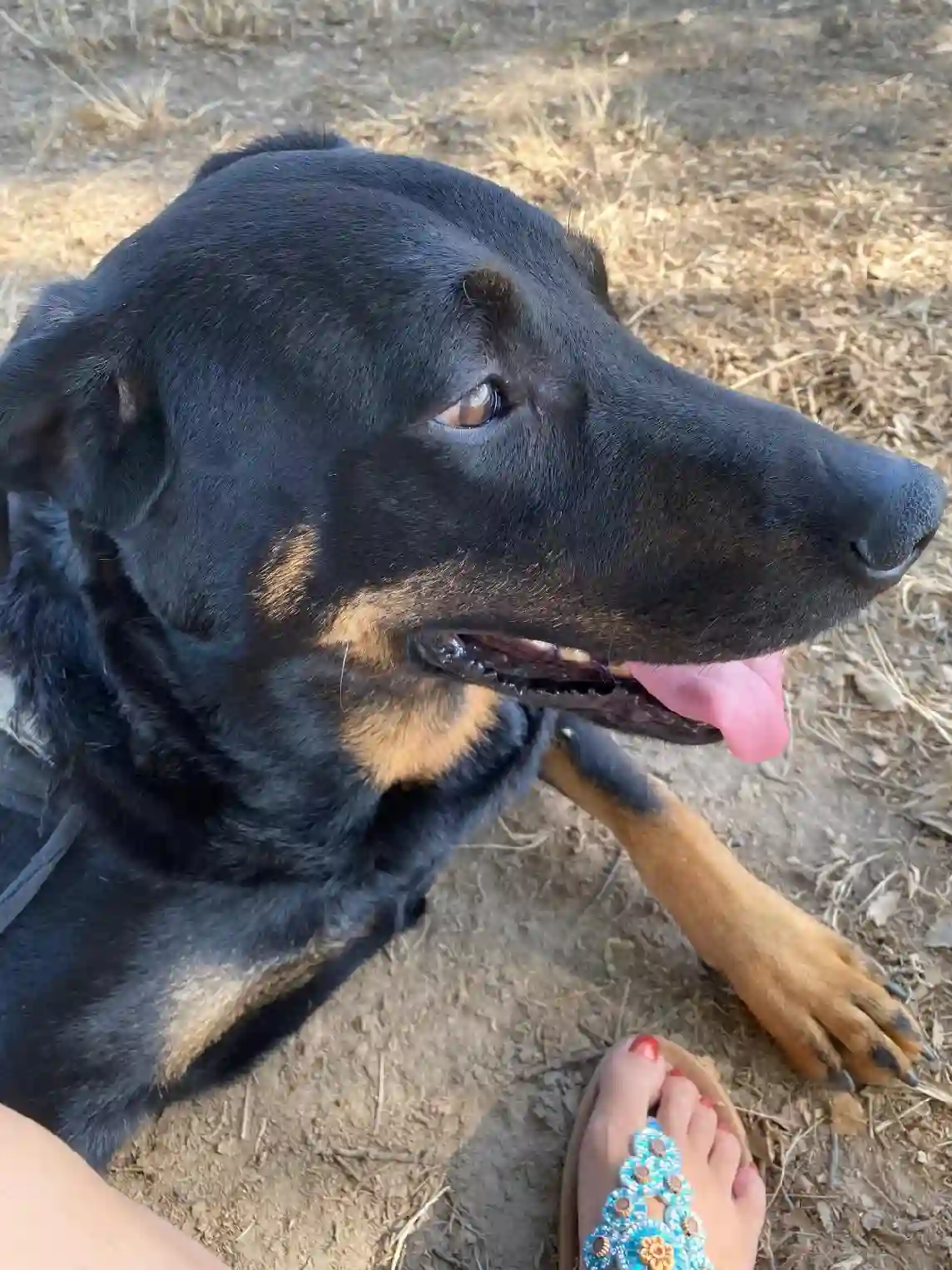 Chien Perdu 47 Lot-et-Garonne - Luky