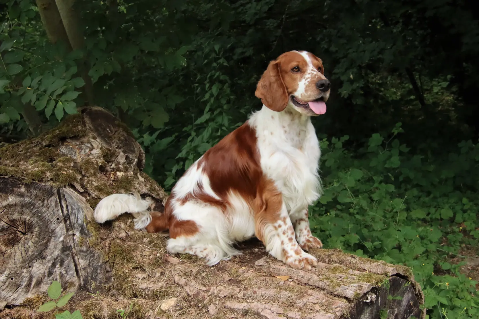 Chien Perdu 57 Moselle - Pelops