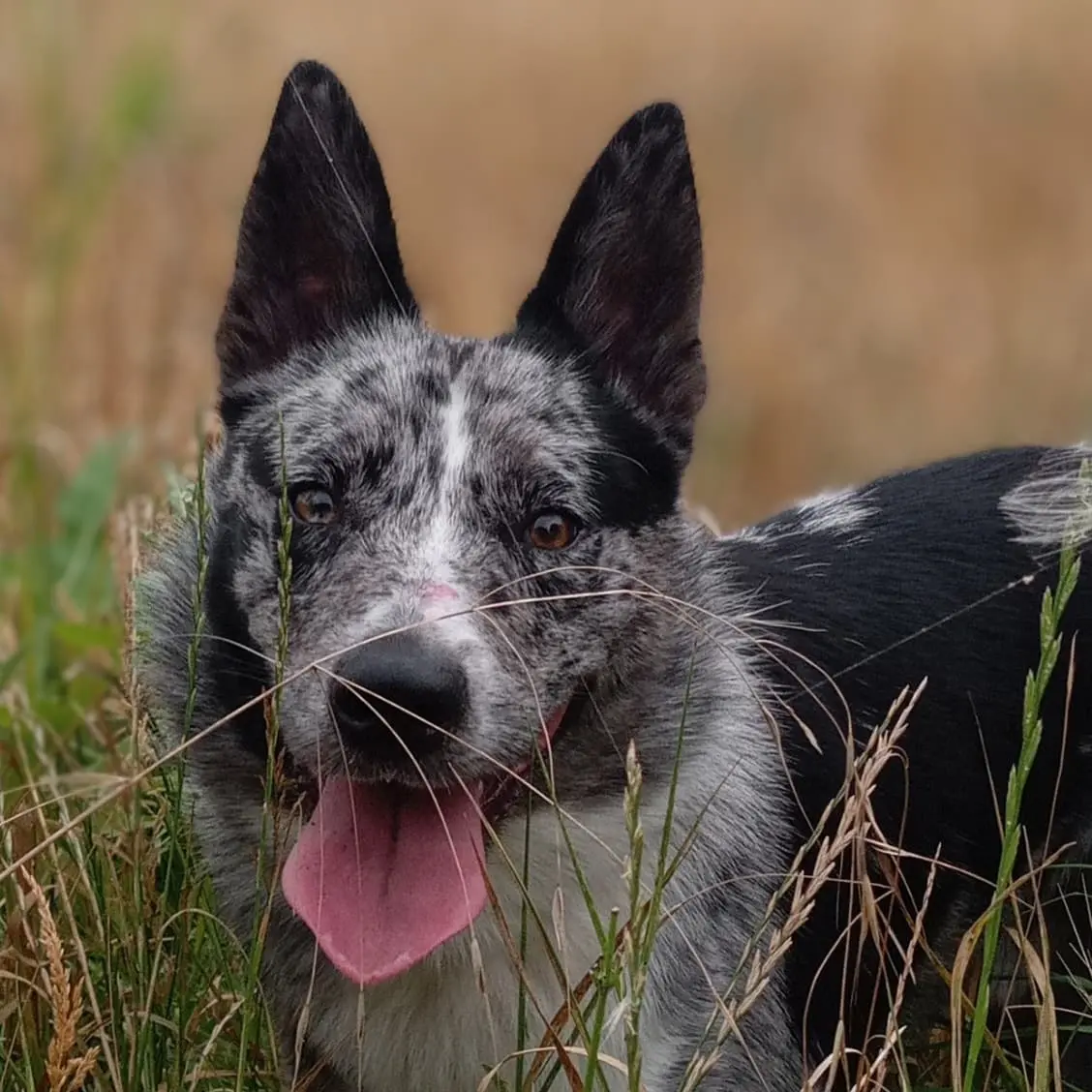 Chien Perdu 62 Pas-de-Calais