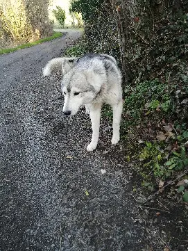 Chien Perdu 63 Puy-de-Dôme