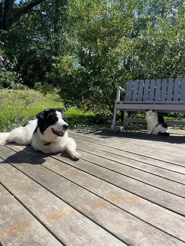 Chien Perdu 64 Pyrénées-Atlantiques