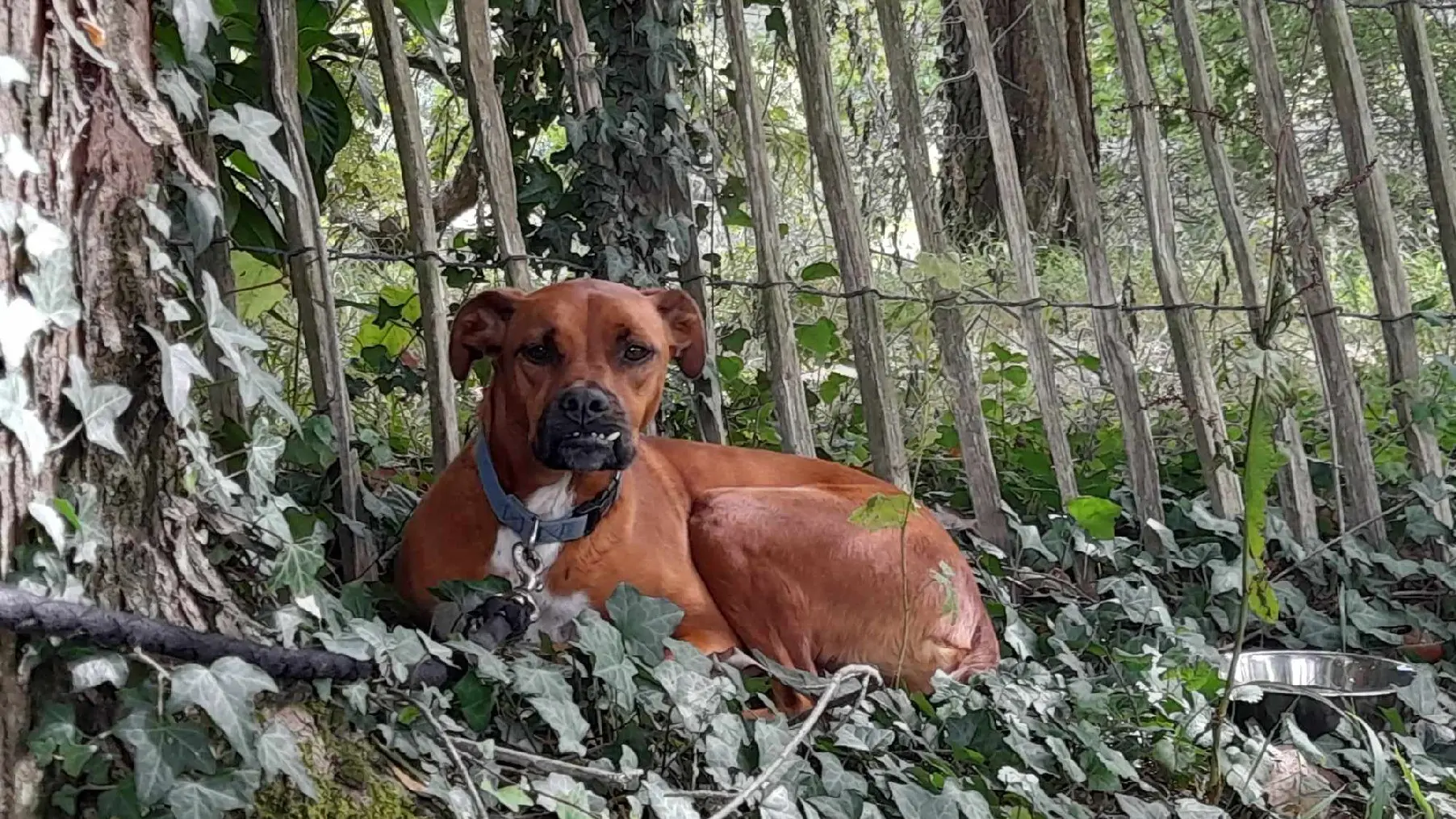 Chien Perdu 64 Pyrénées-Atlantiques