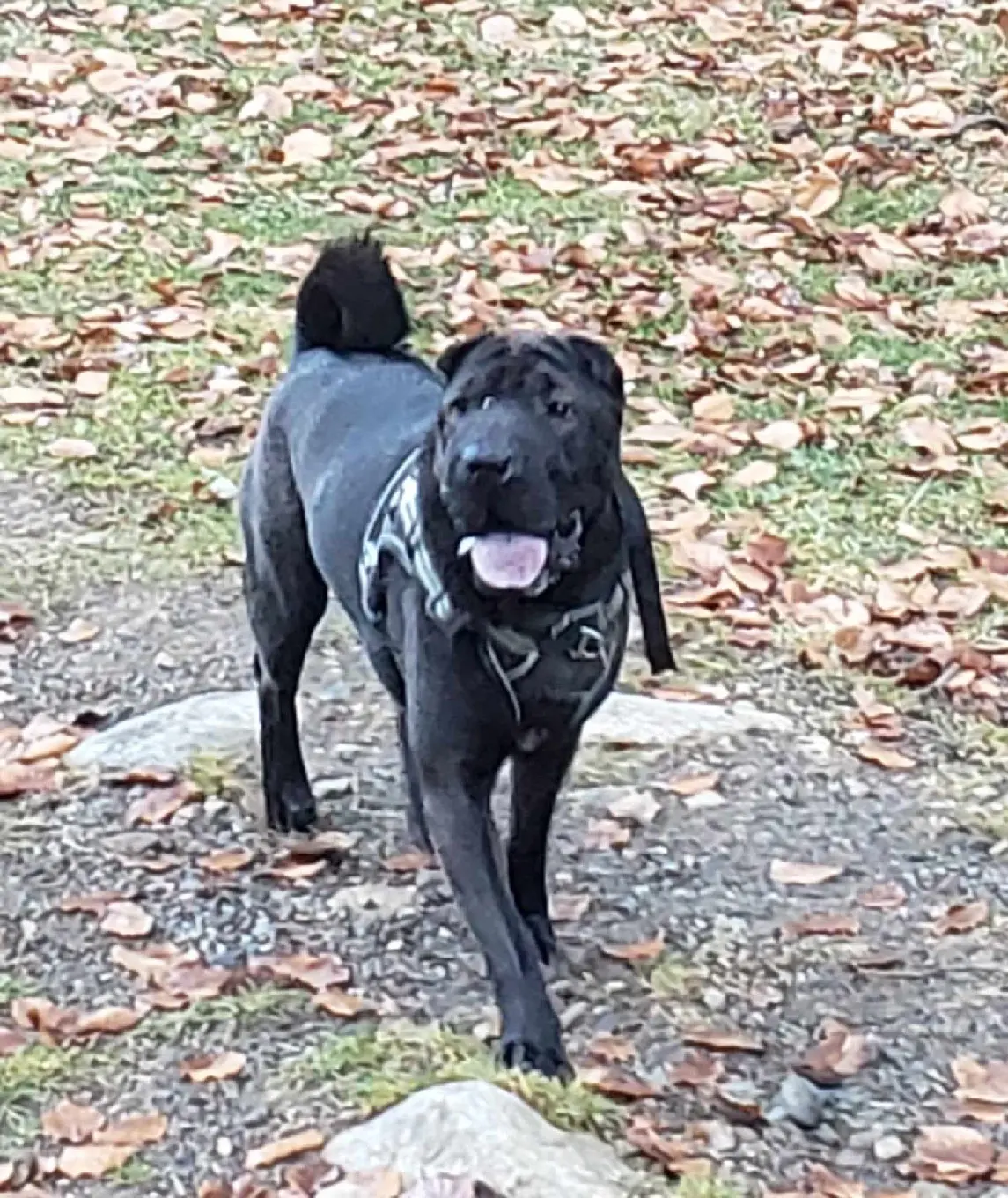 Chien Perdu 65 Hautes-Pyrénées Gavarnie-Gèdre - Shokobon-(shoko)