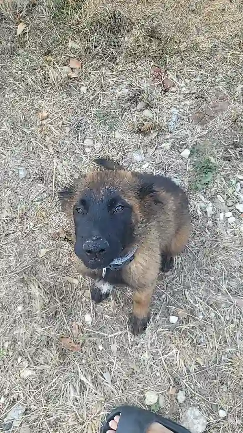 Chien Perdu 66 Pyrénées-Orientales - Voyou