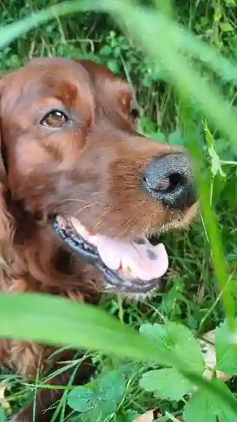 Chien Perdu 70 Haute-Saône - Narco