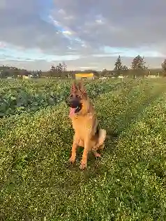 Chien Perdu 77 Seine-et-Marne - Sam