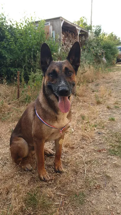 Chien Perdu 85 Vendée - Raveon