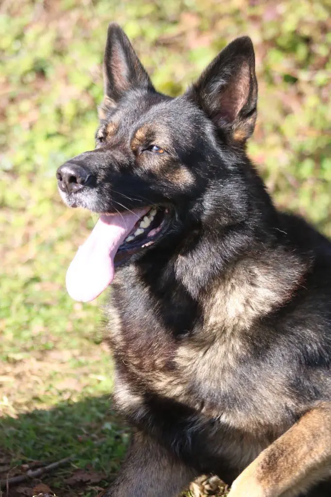 Chien Trouvé 25 Doubs - Malo