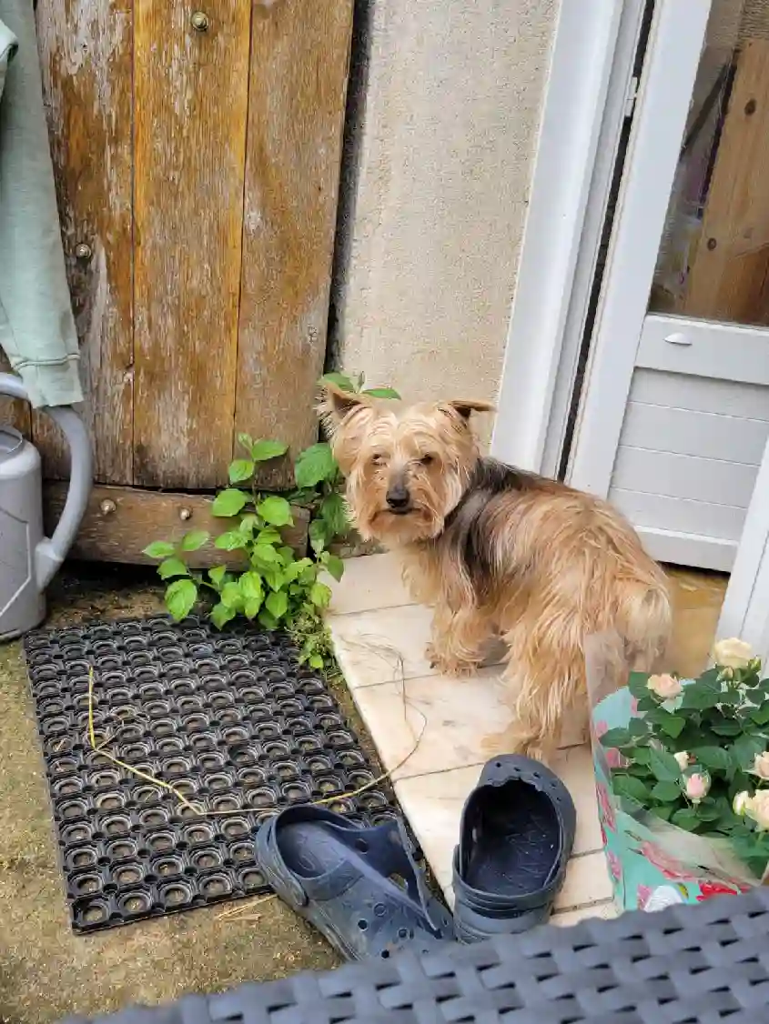 Chien Trouvé 28 Eure-et-Loir - Diamant