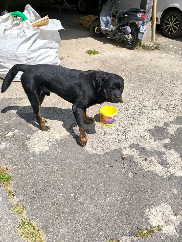 Chien Trouvé 35 Ille-et-Vilaine