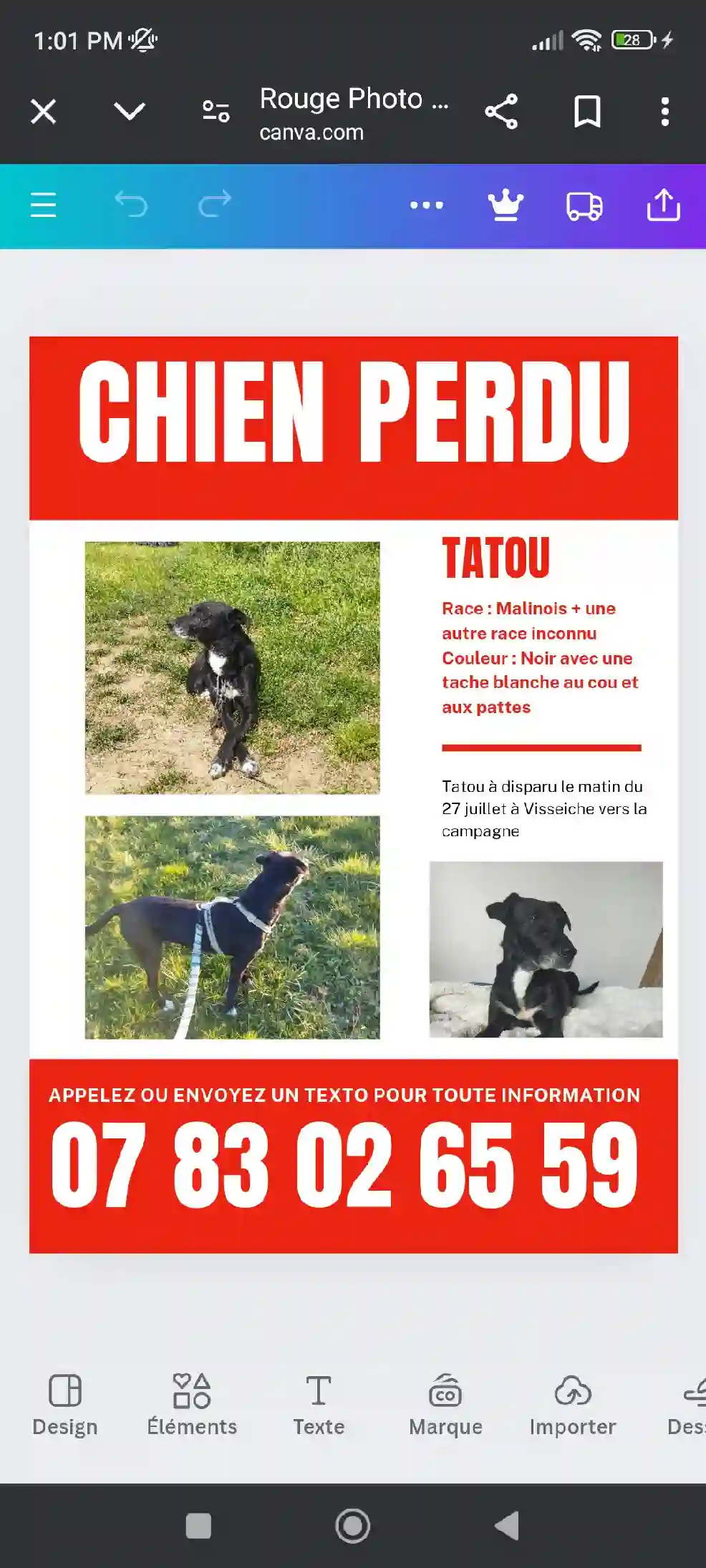 Chien Trouvé 35 Ille-et-Vilaine - Tatou