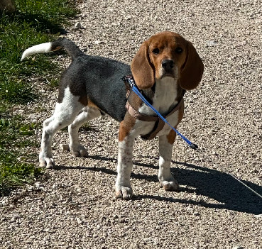 Chien Trouvé 38 Isère - Cookie-/-valdo