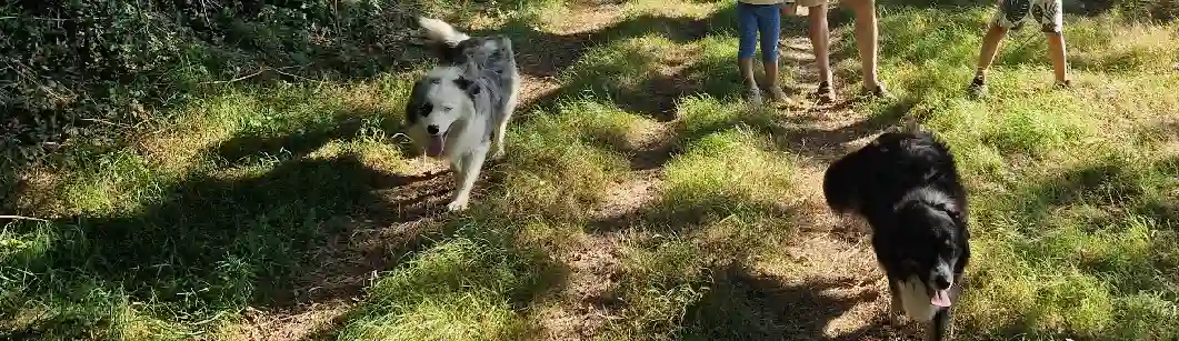 Chien Trouvé 44 Loire-Atlantique - Baïko