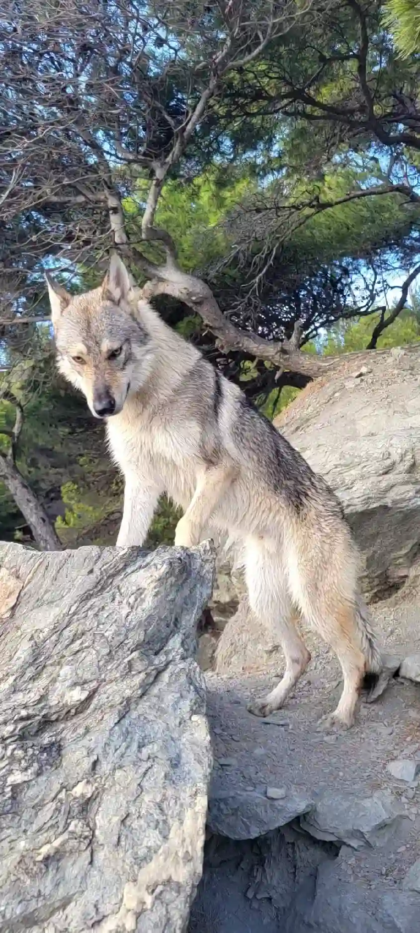 Chien Trouvé 62 Pas-de-Calais - Urkhan