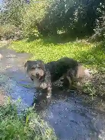 Chien Trouvé 65 Hautes-Pyrénées - Benji