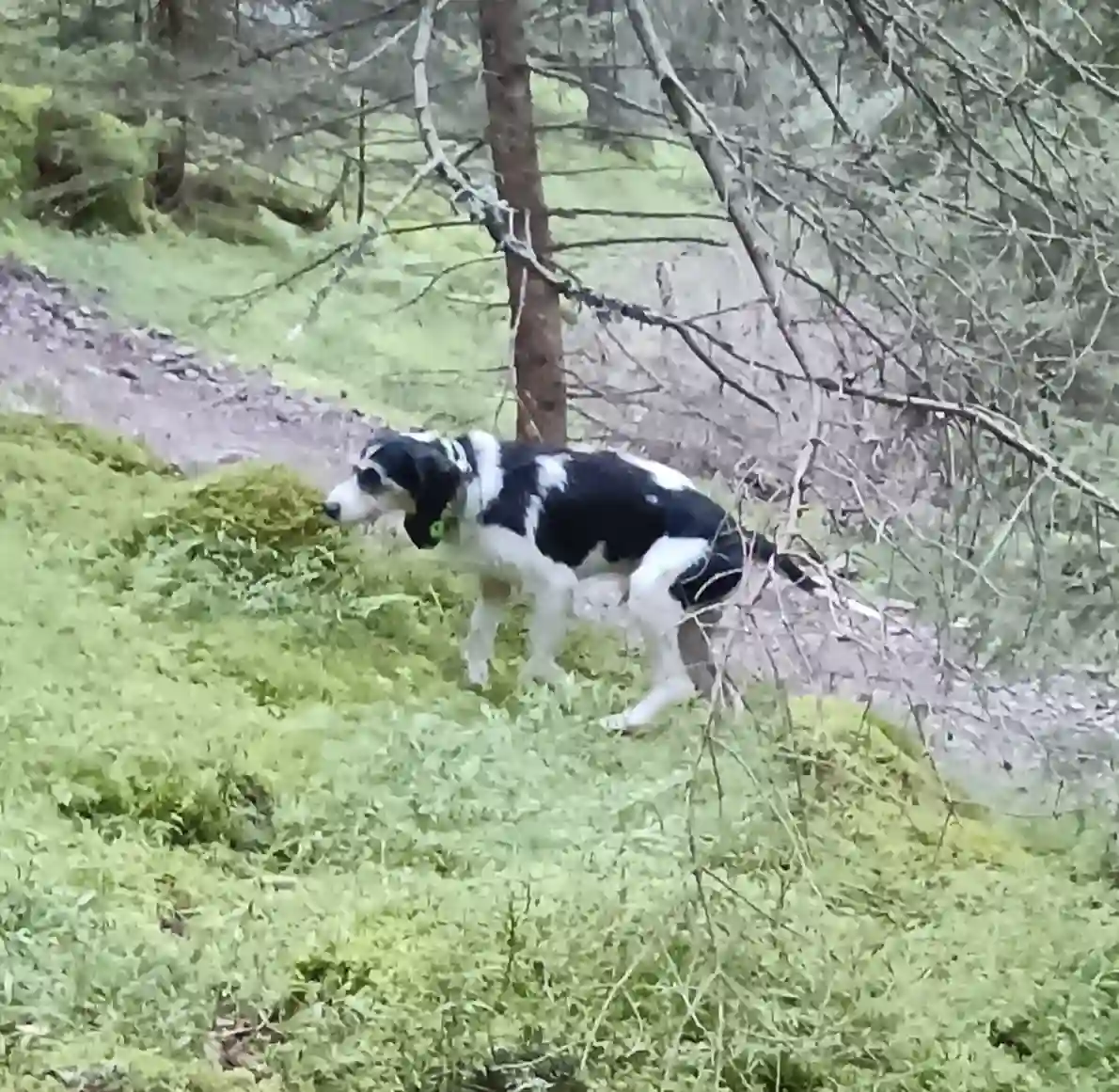 Chien Trouvé 73 Savoie - Dick