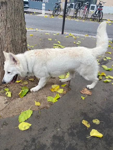 Chien Perdu 75C Paris - Charly