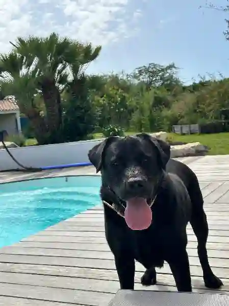 Chien Trouvé 85 Vendée - Lasko