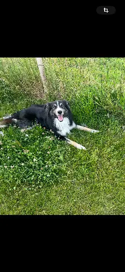 Chien Perdu 85 Vendée - Loky