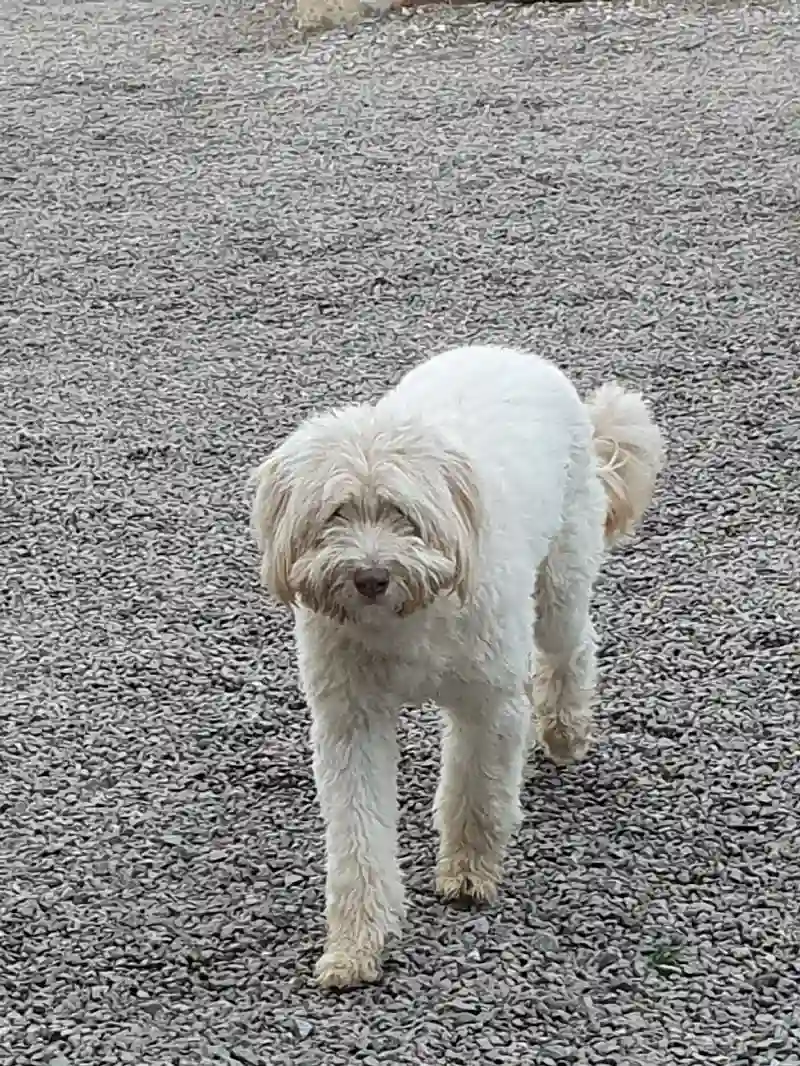 Chien Trouvé 85 Vendée Talmont-Saint-Hilaire - Ugo