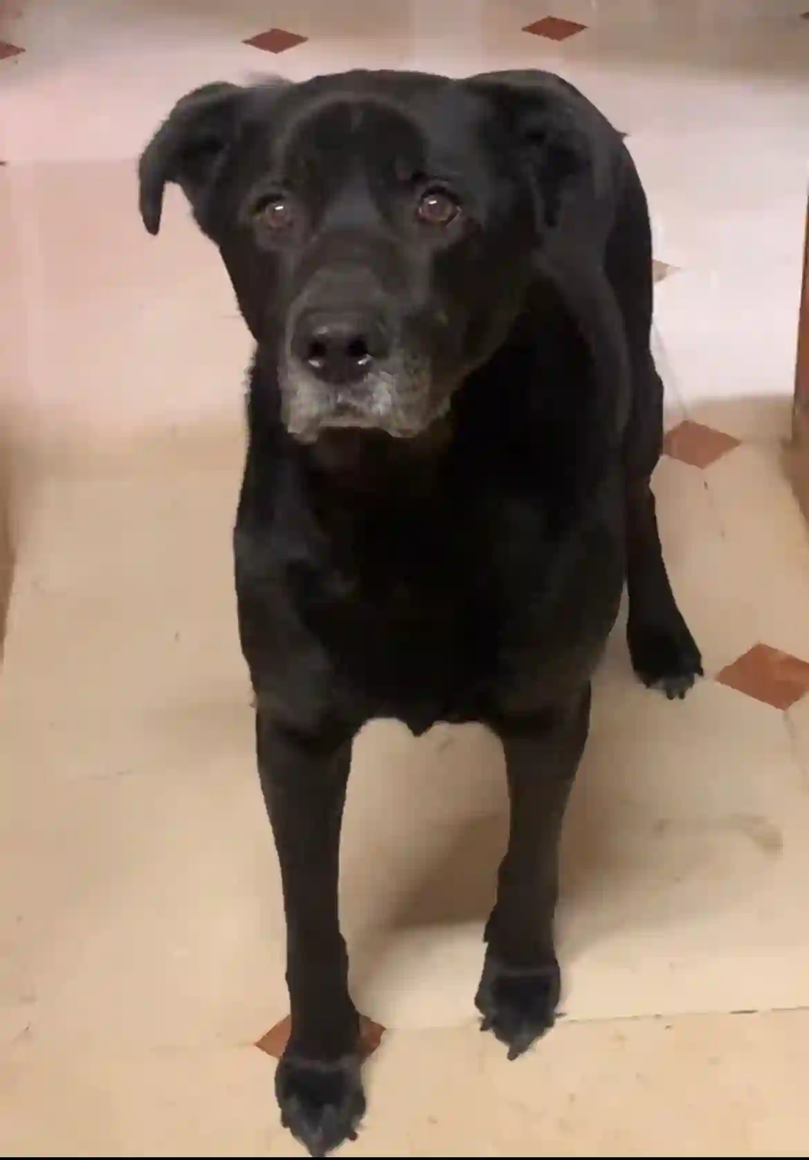 Chien Trouvé 93 Seine-Saint-Denis - Labrador-noir-/-boss