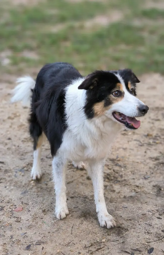 Chienne Perdue 13 Bouches-du-Rhône - Friska