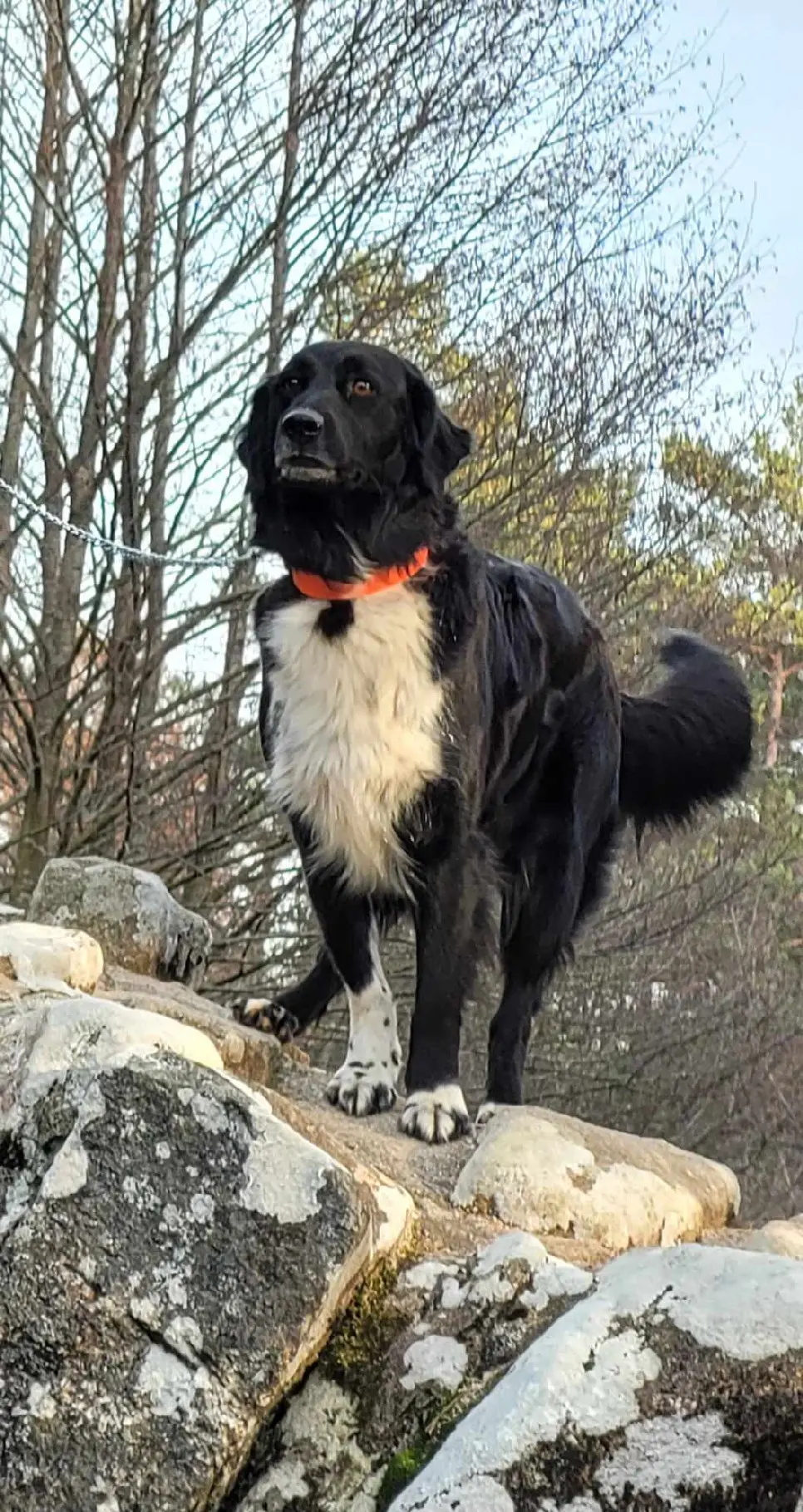 Chienne Perdue 19 Corrèze - Janka