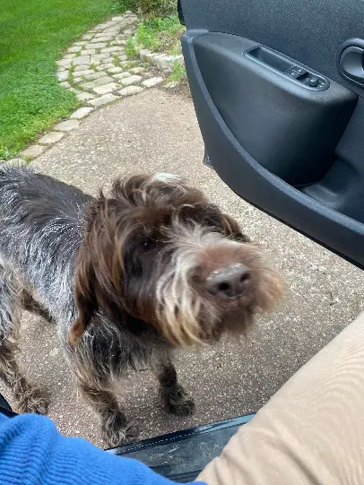 Chienne Perdue 28 Eure-et-Loir - Leetchie