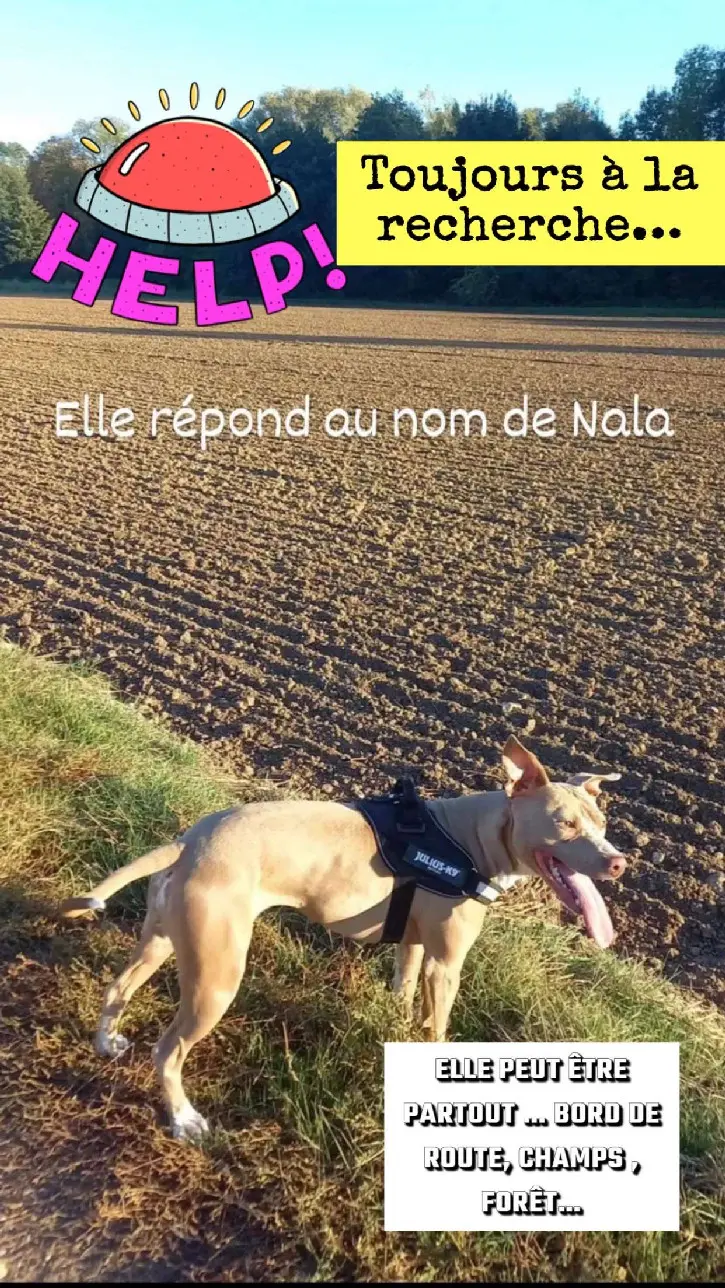 Chienne Perdue 28 Eure-et-Loir - Nala