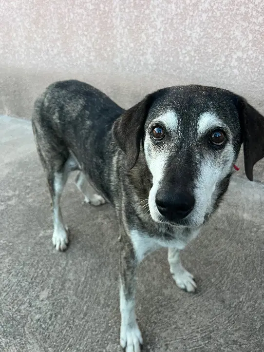 Chienne Perdue 2A Corse-du-Sud - Luna