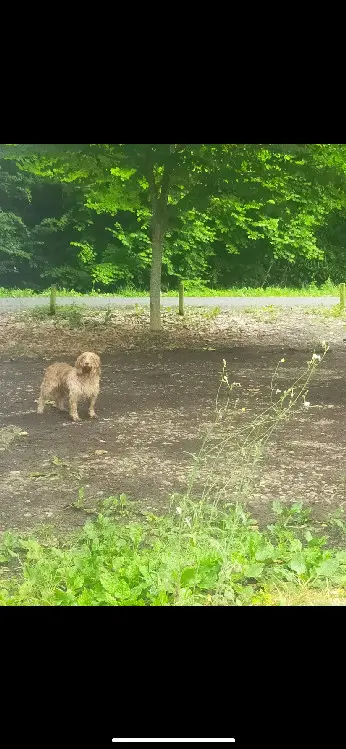 Chienne Perdue 33 Gironde - Athena