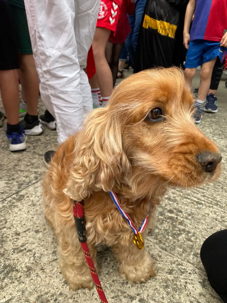 Chienne Perdue 33 Gironde