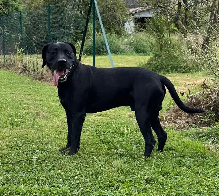 Chienne Perdue 41 Loir-et-Cher - Noucky