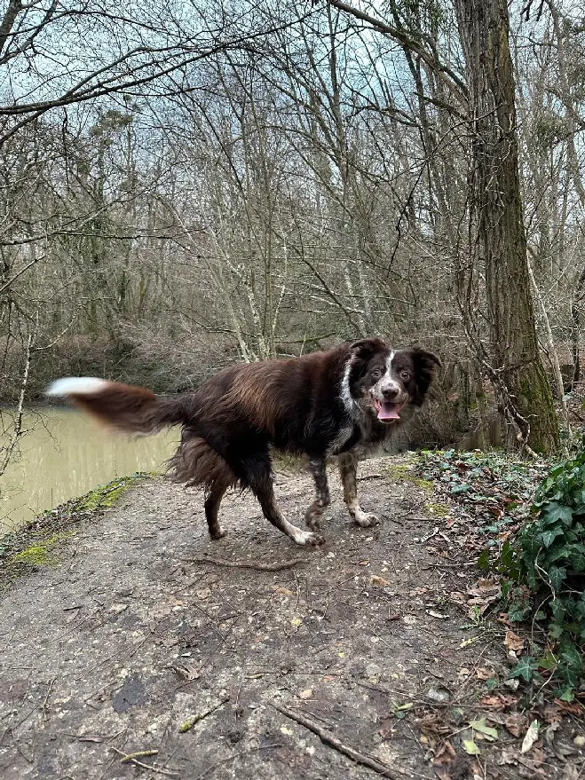 Chienne Perdue 45 Loiret - Maïka