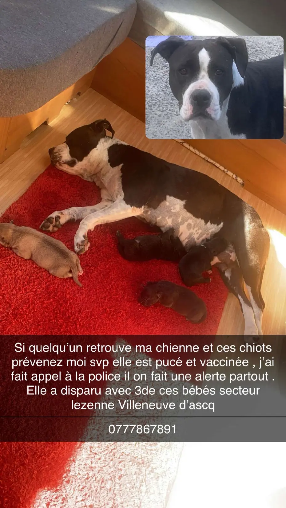 Chienne Perdue 59 Nord - Penley